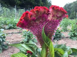 Image result for Celosia