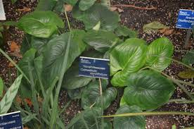 Image result for Cyanastrum