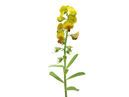 Image result for Crotalaria rhodesiae