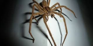 The spiders undersides are light grey, cream or black, sometimes salmon pink. Bite Prevention Grandview Wolf Spiders Get Lost Pest Control