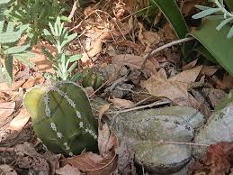 Image result for Lophocereus marginatus