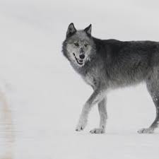 Hd wolf wallpapers there are few creatures more fearsome and mighty than the wolf, and there's no better place to find a wolf wallpaper than unsplash. Gray Wolf Wallpaper Hd Wallpapers Of Gray Wolf Amazon De Apps Spiele