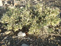 Image result for Sphaeranthus foliosus