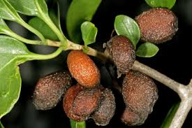 Image result for Canthium inerme