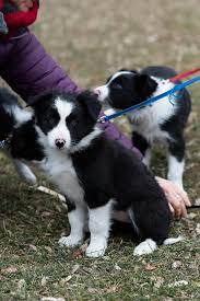 bordercollie zucht von goldiwil home facebook