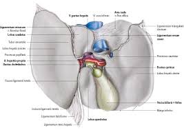 Medical definition of ligamentum falciforme hepatis. Anatomie Der Fur Das Akute Abdomen Relevanten Abdominellen Organe Und Strukturen Springerlink