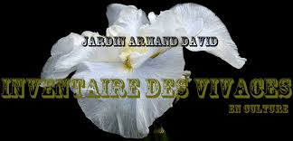 Image result for Chlorophytum amplexicaule