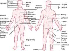 Dorsal Recumbent Position Definition Of Dorsal Recumbent Position In The Medical Dictionar Medical Dictionary Basic Anatomy And Physiology Human Body Anatomy