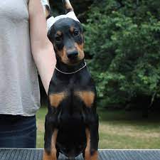 Why some think it's a bad idea. The Truth About Cropping A Dog S Ears Pethelpful