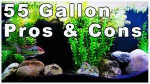 55 Gallon Aquarium Pros And Cons Should You Buy One Youtube