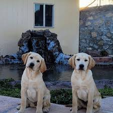 We do not deviate from our program. Akc Registered Yellow Labrador Puppies Home Facebook