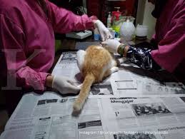 Akibatnya, kucing itu terpaksa dibedah dan dibuang ketumbuhan tersebut. Kucing Perlu Dikebiri Atau Dimandulkan Enggak Sih