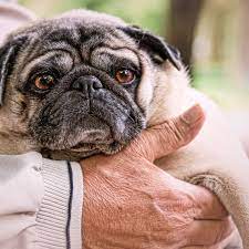 We did not find results for: Scientists Have Discovered A Mutation Behind Pugs Weird Little Flat Faces The Verge