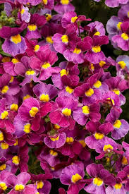 Image result for Nemesia zimbabwensis