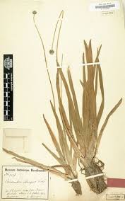 Image result for Eriocaulon schimperi