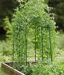 A Fun Way To Grow Peas The Pea Tunnel This Innovative Trellis Makes The Most Of Tight Garden Sp Succulent Garden Diy Indoor Pea Trellis Small Space Gardening