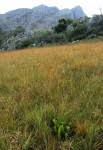 Image result for Myrica chimanimaniana