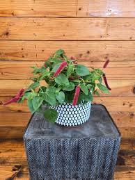 Image result for Acalypha allenii