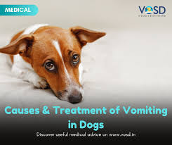 The next day monday (3/24) she vomited bile about another half dozen times during the day and had pretty bad diarrhea. Causes And Treatment Of Vomiting In Dogs Vosd Expert Advice