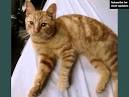Cat for adoption - Sasha, an American Shorthair & Calico ...