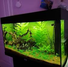 Mi Piace 47 Commenti 5 Sofasoda Sofasooda Su Instagram Oggi Il Mio Acquario Compie 2 Anni Tropical Fish Aquarium Aquarium Design Planted Aquarium