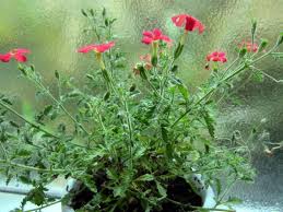 Image result for Jamesbrittenia huillana