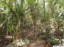 Image result for Pandanus candelabrum