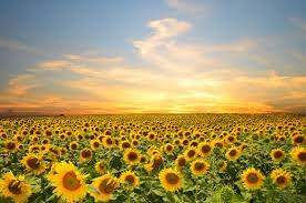 Sunflowers Flowers Sunset Sky Splendor Petals Nature Field Clouds Free Desktop Wallpaper Sunflower Wallpaper Sunset Sky Sunflower Pictures