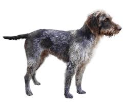 All german wirehaired pointers should weigh between 60 and 70 pounds. German Wirehaired Pointer Dog Breed Facts And Information Wag Dog Walking
