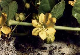 Image result for Kalaharia uncinata