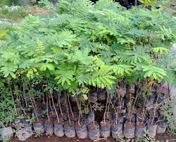 Tersedia produk aman dan mudah di surabaya, jaminan uang kembali 100% di bukalapak. Jual Bibit Sengon Laut Super