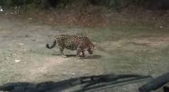 Resultado de imagem para onça pintada em valao pote