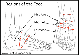The transverse tarsal joint or midtarsal joint or chopart's joint is formed by the articulation of the calcaneus with the cuboid (the calcaneocuboid joint), and the articulation of the talus with the navicular (the talocalcaneonavicular joint). Anatomy Of The Foot And Ankle Orthopaedia