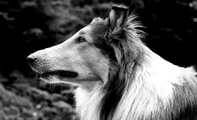 Here are some of the most popular dog names in the united states—according to a survey by bark, barkbox and super chewer—that also appear in literature. 131 Famous Dog Names Amazing Dogs From Tv Movies Real Life