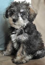 Mini Schnoodle Puppies For Sale Goldenacresdogs Com