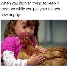 We did not find results for: When You High Af Trying To Keep It Together While You Pet Your Friends New Puppy Daily Lol Pics