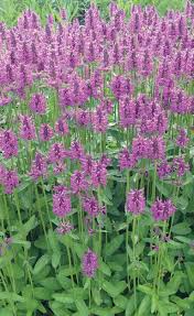 Image result for Stachys
