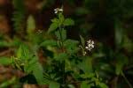 Image result for Bidens oligoflora