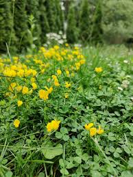 Image result for Lotus corniculatus