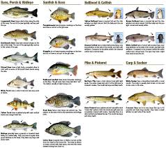 54 Studious Sea Fish Identification Chart