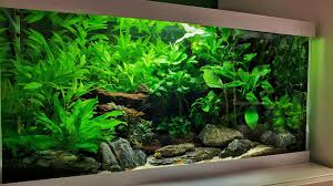 Plants both help set up a certain feel and vibe you want your design to give. 3 Epic Low Tech Aquascapes Non Co2 Youtube