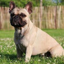 Join millions of people using oodle to find puppies for adoption, dog and puppy listings, and other adorable blue fawn french bulldog female puppy with blue eyes is available! French Bulldog Puppies For Sale Near Me Home Facebook