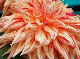 I can't find it• i reach 48•/•in game. How To Grow And Care For Dahlias Dengarden