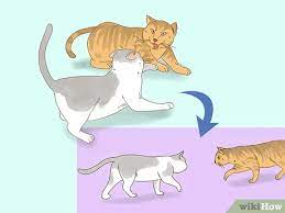 We see dogs romp around and play fight all the time, but does the same ring true for our feline friends? 3 Ways To Know If Cats Are Playing Or Fighting Wikihow Pet
