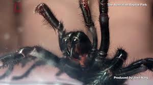 Black widow spiders have the most toxic spider bite in the us. These Venomous Spiders Are Found In Western Washington King5 Com