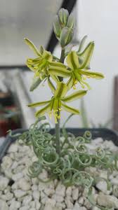 Image result for Albuca nigritana