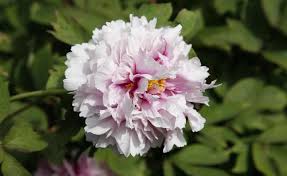 May 05, 2021 · pfingstrosen nicht zu tief pflanzen kurz vor pfingsten sollten die knospen von pfingstrosen kurz vor der blüte stehen. Strauchpfingstrosen Richtig Pflanzen Strauchpfingstrose Straucher Pfingstrosen