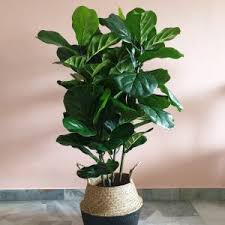 Wide selection of potted plants for delivery throughout malaysia. Www Daun Com My Daun Com My