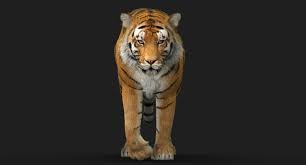 3d Tiger 4 Animated Fur Animation Tiger Fur