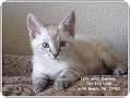 Siamese Kittens for Sale in Herndon, Virginia Classified ...